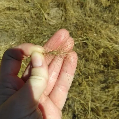 medusahead inflorescence