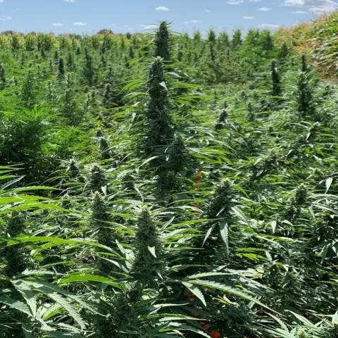 Hemp growing in breeding plots at UC ANR's West Side Research and Extension Center in Five Points in September 2019.