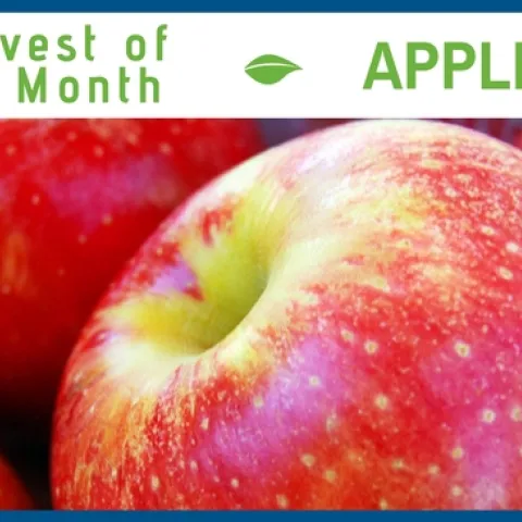 Apples October