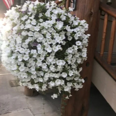 photo by Lowell Cooper