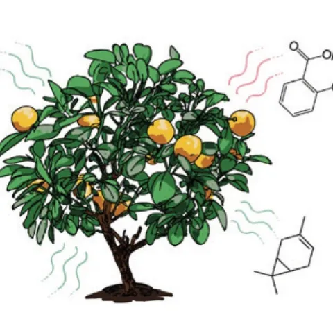 Image of citrus tree