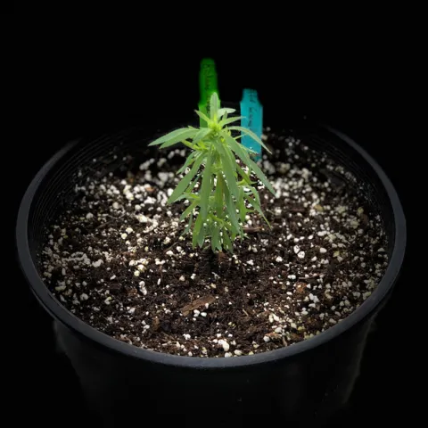 A kochia seedling