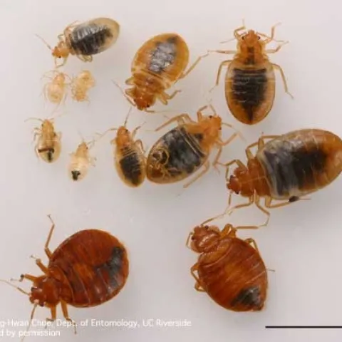 Bed Bugs at various stages