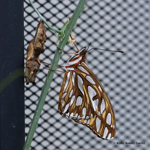 A Gulf Fritillary, Agraulis vanillae, ecloses in Vacaville, Calif., on Nov. 11, Veterans' Day. (Photo by Kathy Keatley Garvey)