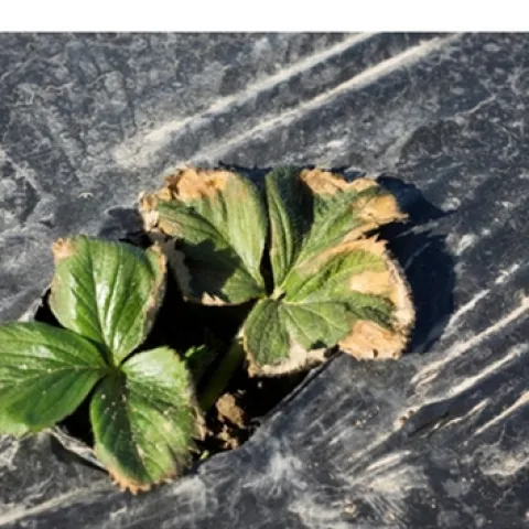 Fig. 2. Banded preplant fertilizer positioned too close to young transplants can cause salt-like burning of the leaves.