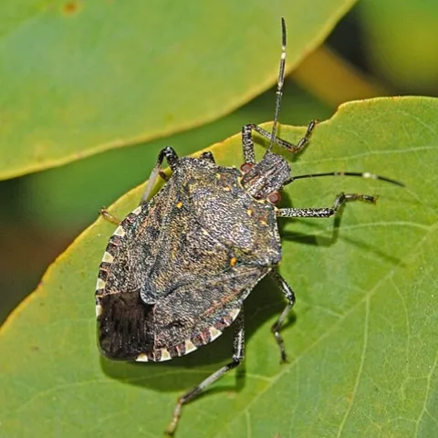 Brown Marmorated Stink Bug. (photo credit: Hectonichus via Wikipedia)