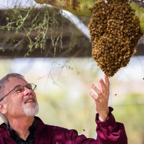 Noted honey bee geneticist checking out a bee swarm at the University of Arizona, Tempe.