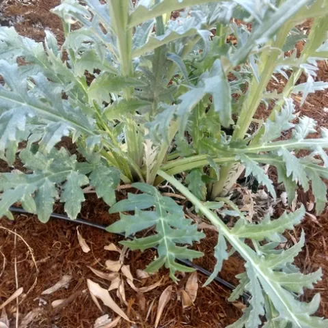 New growth on 3+ year old <br>artichoke plant