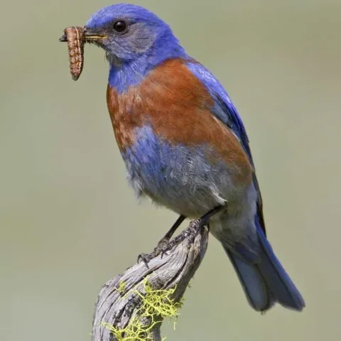 Western bluebird eating a caterpillar pest. (Photo: Glenn Bartley/VIREO)