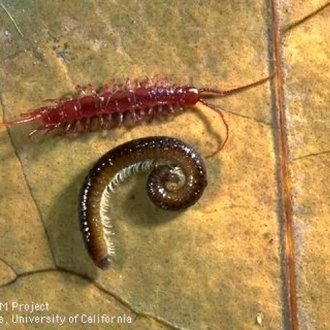 A centipede (above) and millipede side by side. (Credit: Jack Kelly Clark)