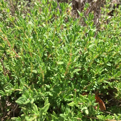 Photo By Linda Lewis Griffith