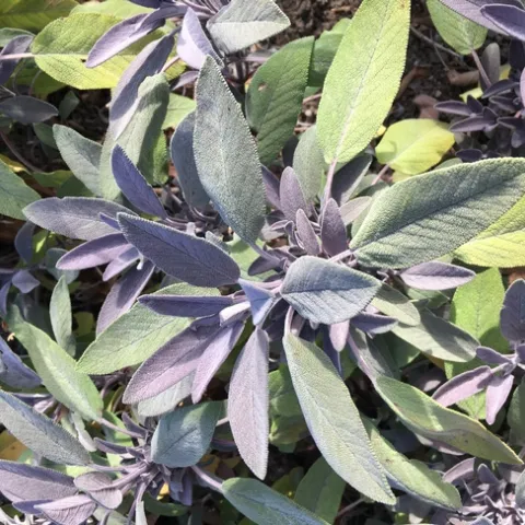 Photo By Linda Lewis Griffith