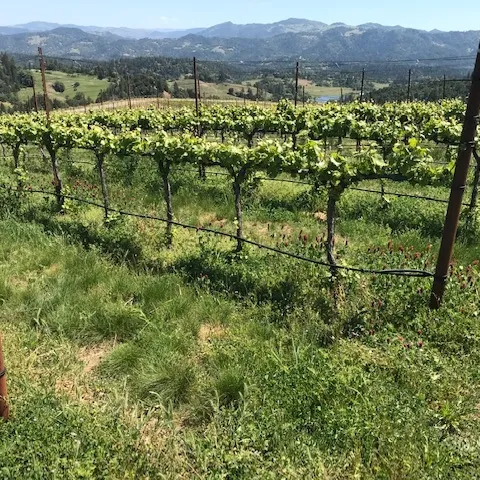 Alder Springs Vineyard in May 2019
