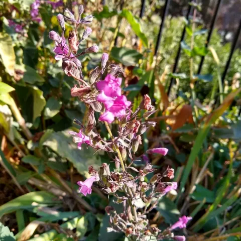 Lepechinia hastata(flower)
