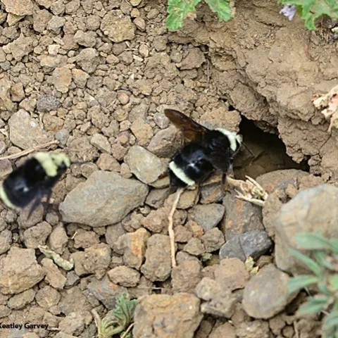 A nest of Bombus vosnesenkii in May 2015 at the Loma Vista Farm, Vallejo. (Photo by Kathy Keatley Garvey)