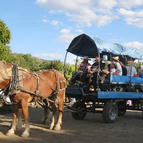 horse drawn tour wagon