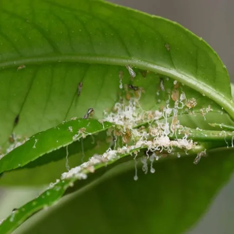 pest-04-ACP-waxy-tubules-002-Rogers