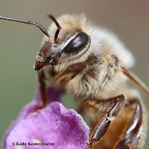 The honey bee is responsible for pollinating about one-third of the food in our diet. (Photo by Kathy Keatley Garvey)