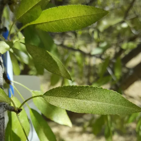 Image shows almond leaves with spider mites along with their feeding injury during the late part of the growing season.