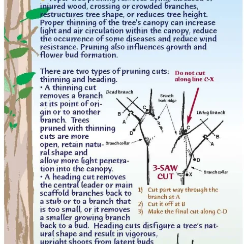 tree pruning Page 1