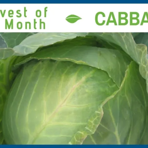 Cabbage December