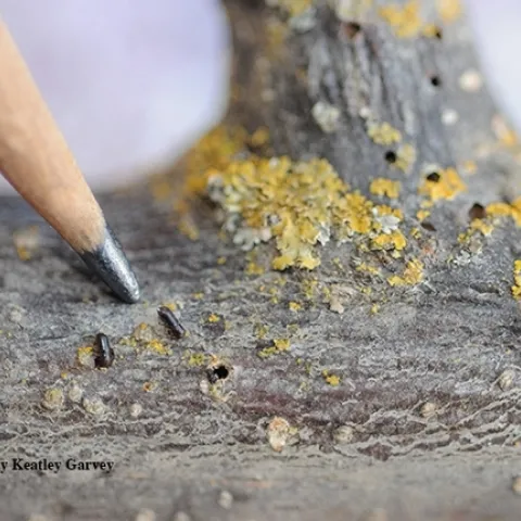 The walnut twig beetle is about the size of a grain of rice. In association with the fungus, Geosmithia morbida, it causes the insect-pathogen complex known as "thousand cankers disease." (Photo by Kathy Keatley Garvey)
