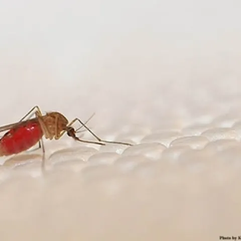 Culex quinquefasciatus, the Southern house mosquito, one of the insects that Walter Leal studies. (Photo by Kathy Keatley Garvey)