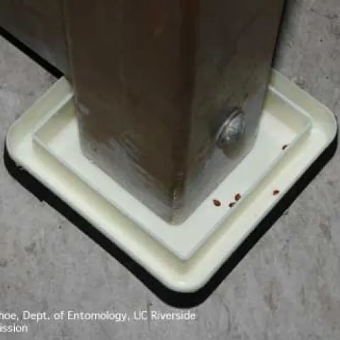 Bed bug detector under furniture. (Credit: DH Choe)