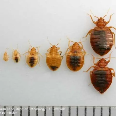Egg, immature bed bugs, adult bed bugs (Credit: DH Choe)