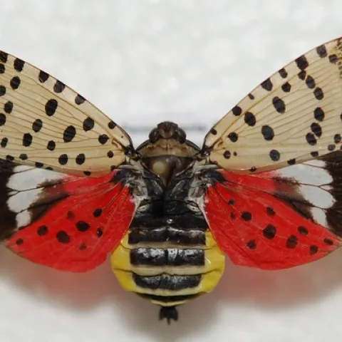 Adult SLF with wings spread. Photo by Richard Gardner, Bugwood.org