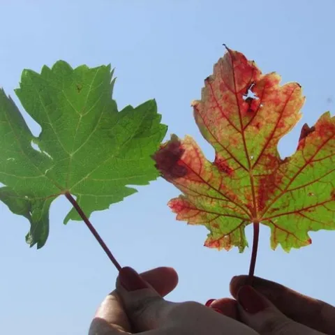 Grapevine red blotch disease, depicted on the right leaf, can have a significant impact on wine quality. (Raul Girardello/UC Davis)