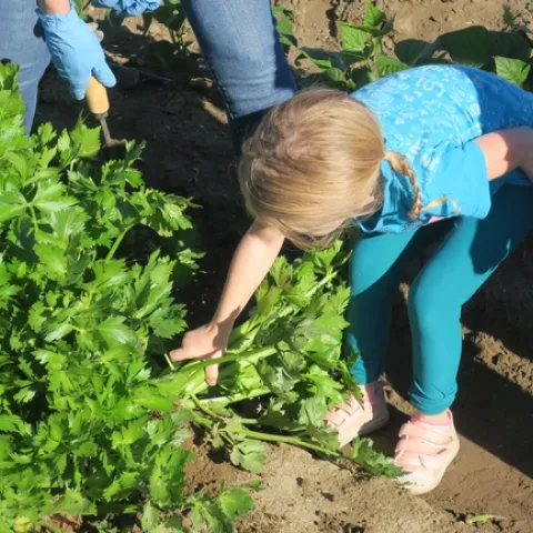Cutting celery