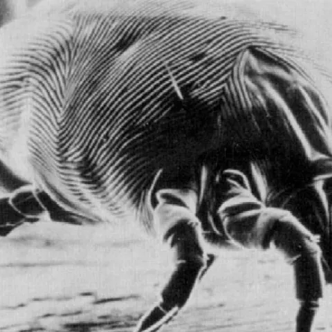 S.E.M. Micrograph of a female dust mite.