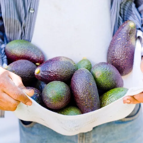 Avocados