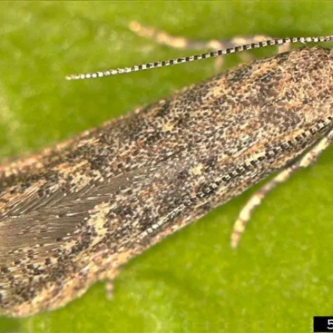 Tuta absoluta By Marja van der Straten, NVWA Plant Protection Service, Bugwood.org - http://www.forestryimages.org/browse/detail.cfm?imgnum=5432149, CC BY 3.0 us, https://commons.wikimedia.org/w/index.php?curid=22440495