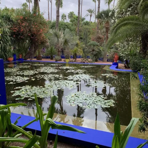 Smaller pond with squares of water lillies near koi pond