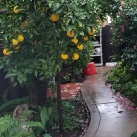 Orange tree in side yard. photos by Launa Herrmann