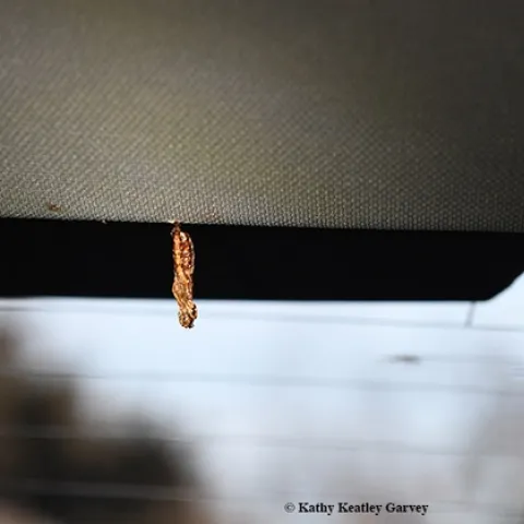 A Gulf Fritillary chrysalis inside the author's car, by the rear window. (Photo by Kathy Keatley Garvey)