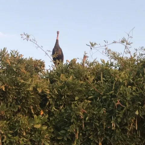 turkeys in wisteria lowell cooper 2019