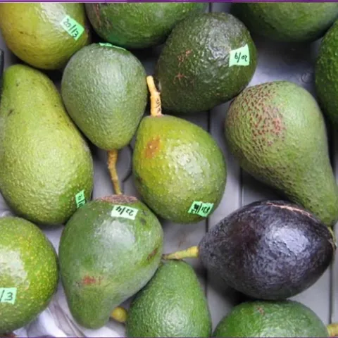 avocdo diversity