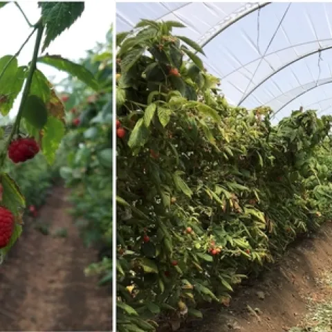 raspberry tunnel