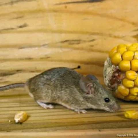 House mice prefer grains but will consume many different foods. (Credit: R Marsh)