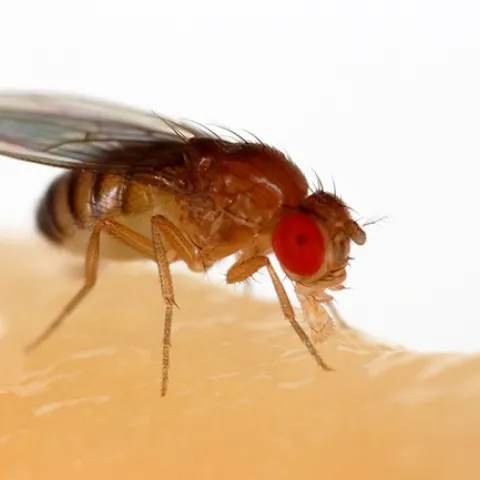 This is an image of a fruit fly, Drosophila melanogaster, an insect that researcher Karen Menuz, who will present a seminar Jan. 8 at UC Davis, studies. She and colleague Pratyajit Mohapatra recently published research on "Molecular Profiling of the Drosophila Antenna Reveals Conserved Genes Underlying Olfaction in Insects." (Photo by Sanjay Acharya, courtesy of Wikipedia)