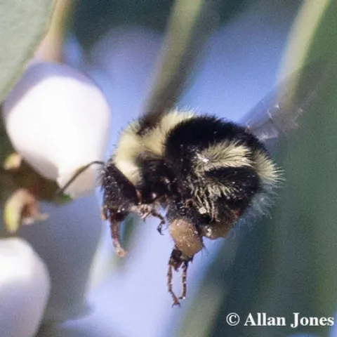 Photographer Allan Jones captured this image of a black-tailed bumble bee, Bombus melanopygus, on Jan. 6 in UC Davis Arboretum and Public Garden to win the Robbin Thorp Memorial Bumble Bee Contest.