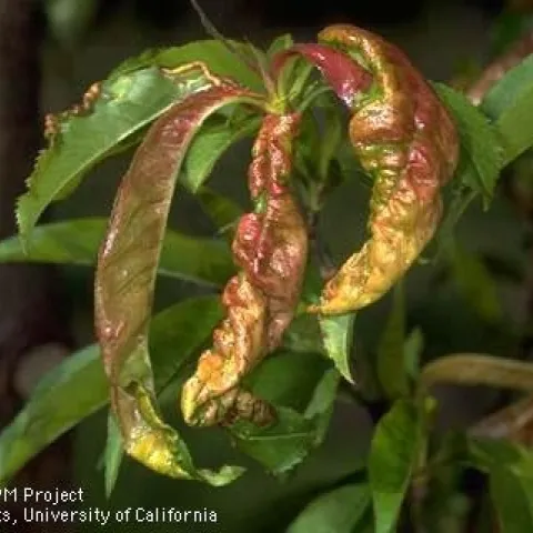 Foliage damaged by leaf curl. (Credit: Jack Kelly Clark)