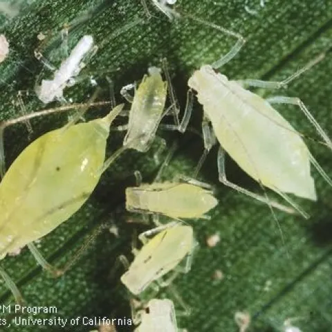 Aphid adults and nymphs. (Credit: Jack Kelly Clark)