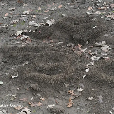 Colonies of Camponotus semitestaceus (carpenter ants) as identified by UC Davis entomologist and doctoral candidate Brendon Boudinot. These are in a Vacaville park. (Photo by Kathy Keatley Garvey)