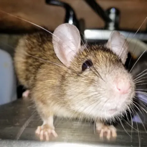 Roof rat on a kitchen sink. (Credit: N Quinn)