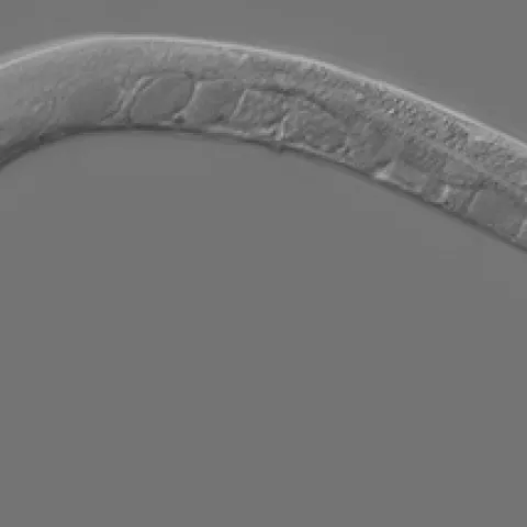 This is an adult Caenorhabditis elegans, one of the nematodes that Sebastian Eves-van den Akker studies. (Courtesy of Wikipedia)