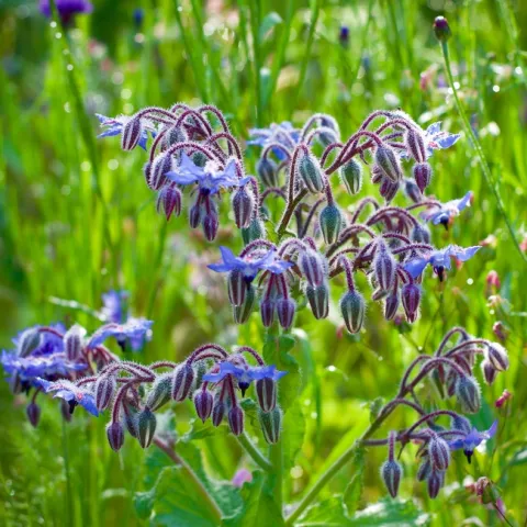Borage in the wild. Photo: Lucy Kral